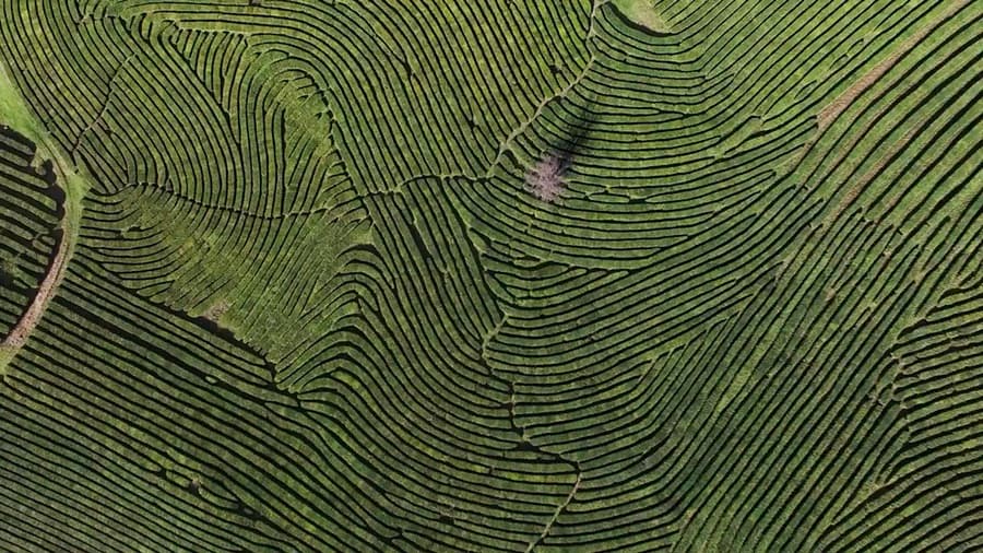 Aerial view of curving tea plantation rows