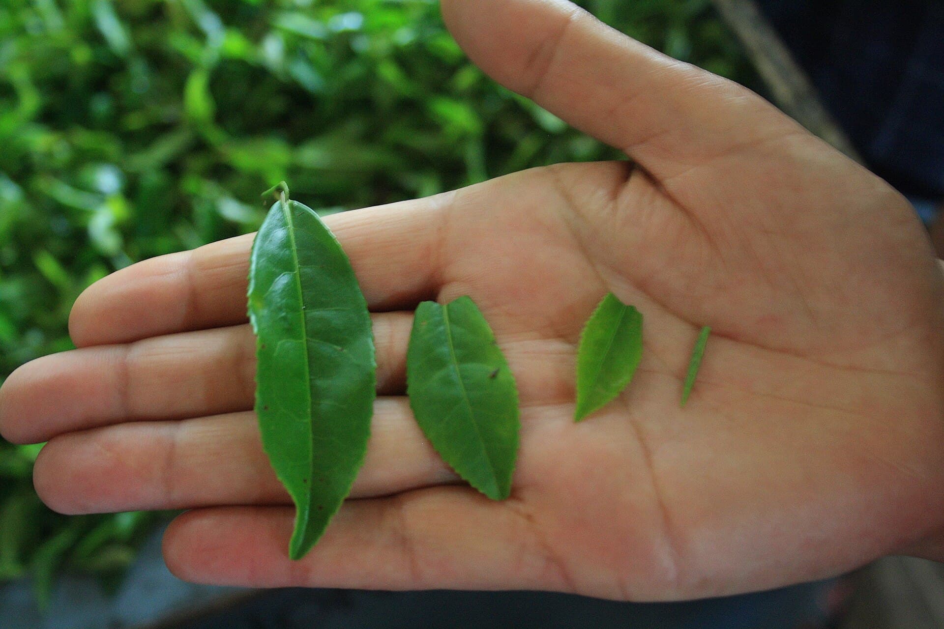 Freshly plucked tea leaves of different grades held in an open palm