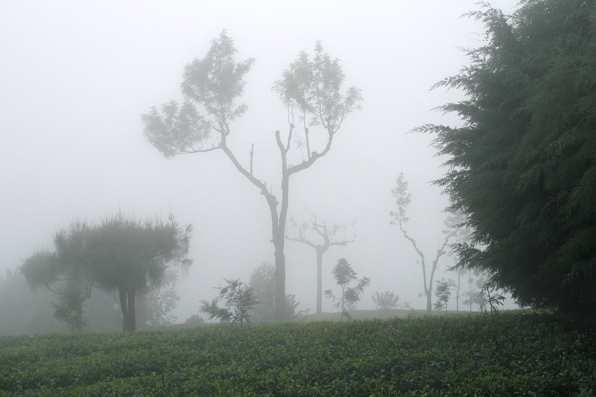 Tea bushes and trees emerging from morning fog in Haputale, Sri Lanka