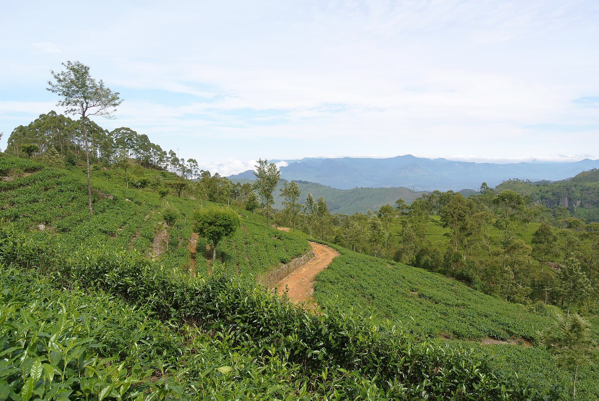 Rolling green tea fields at Haputale, Sri Lanka