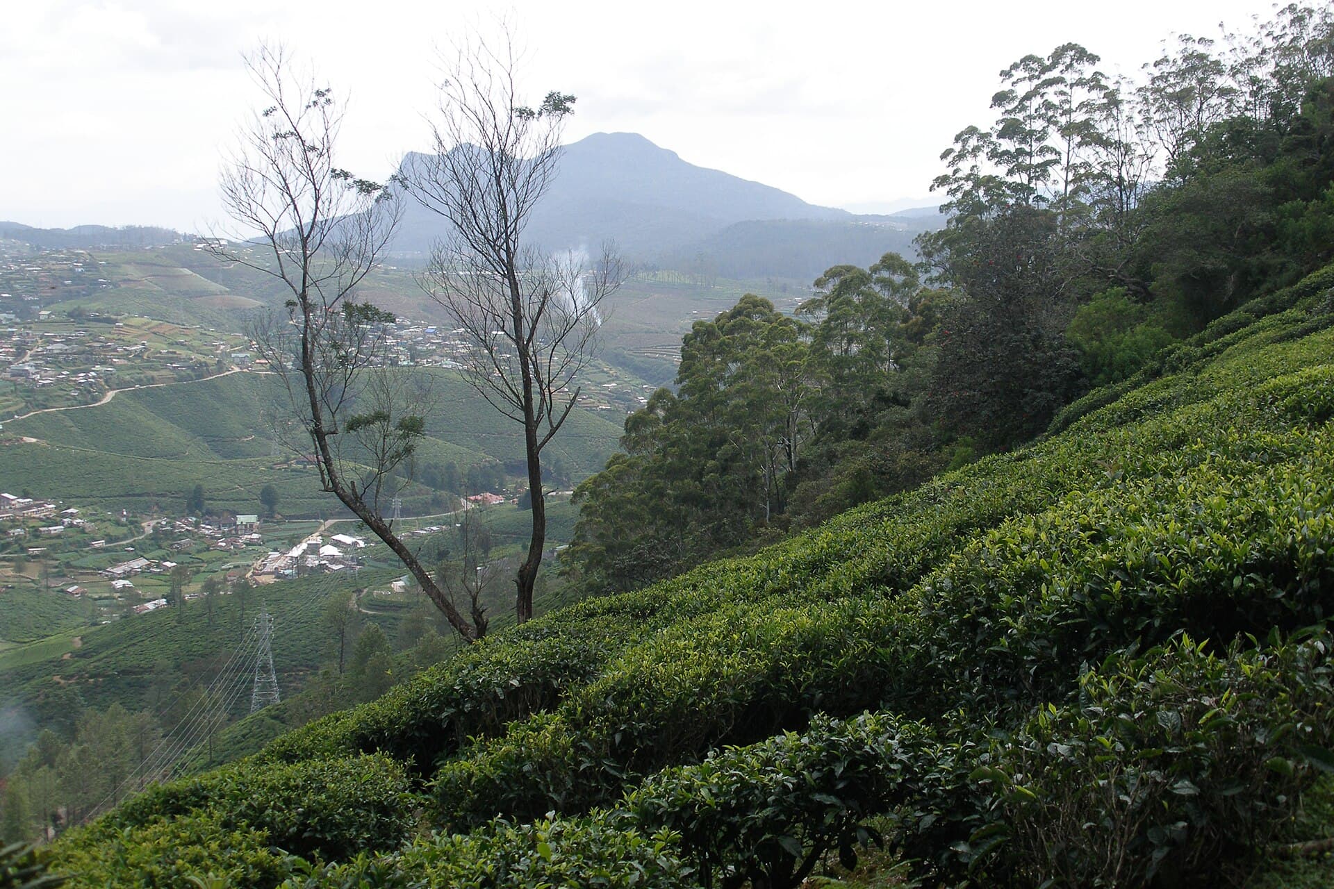 Tea plantations on the hillsides of Nuwara Eliya, Sri Lanka