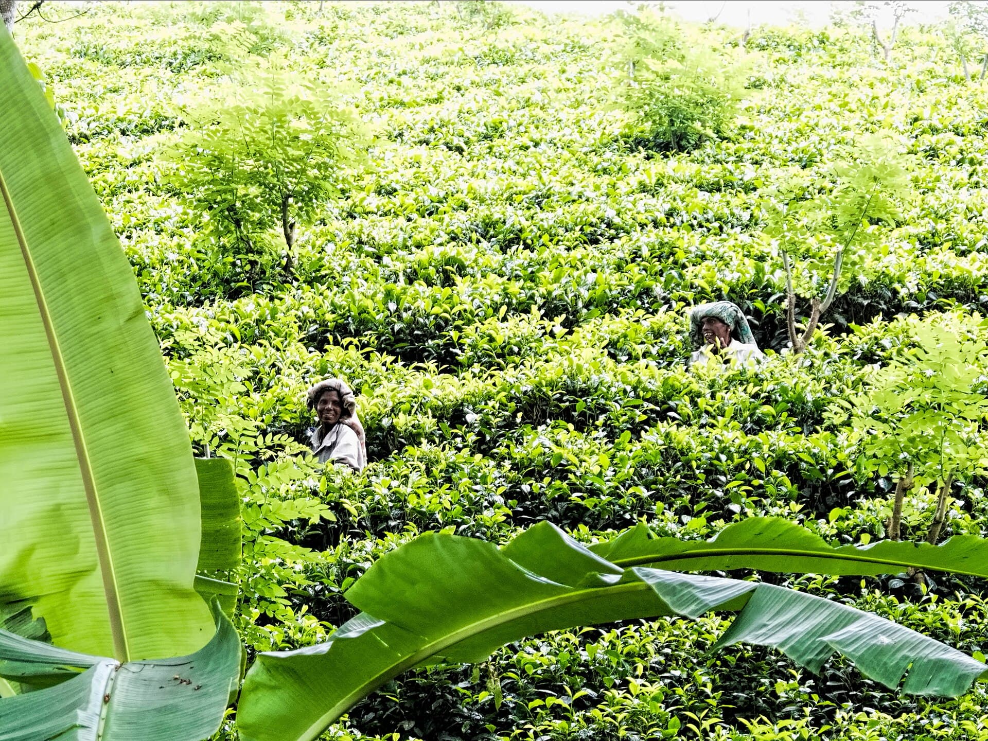 Tea pluckers working between bright green rows of a Sri Lankan tea field
